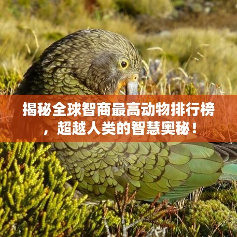 揭秘全球智商最高动物排行榜，超越人类的智慧奥秘！