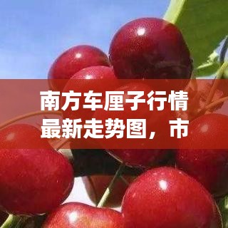 南方车厘子行情最新走势图，市场趋势深度分析与预测报告