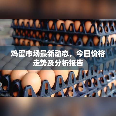 鸡蛋市场最新动态，今日价格走势及分析报告