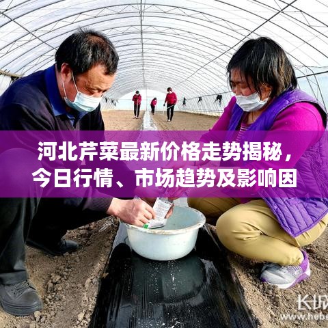 河北芹菜最新价格走势揭秘，今日行情、市场趋势及影响因素深度解析