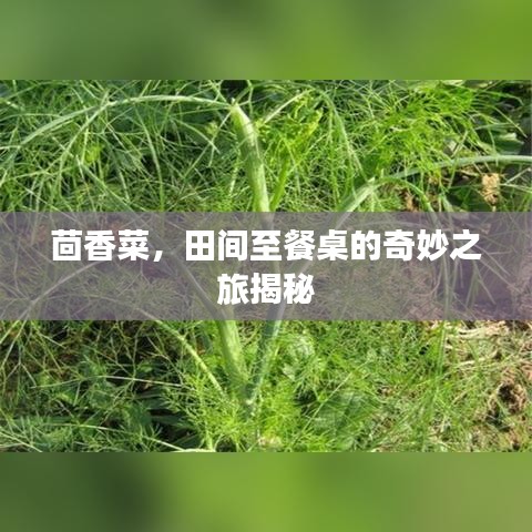茴香菜，田间至餐桌的奇妙之旅揭秘