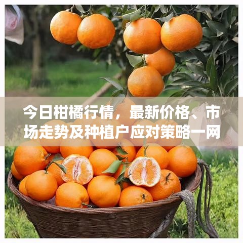 今日柑橘行情，最新价格、市场走势及种植户应对策略一网打尽