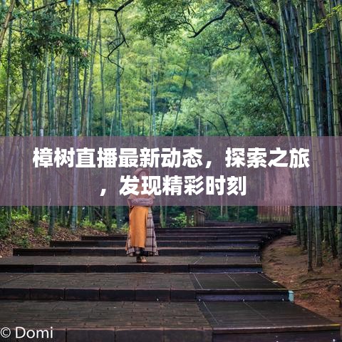 樟树直播最新动态，探索之旅，发现精彩时刻