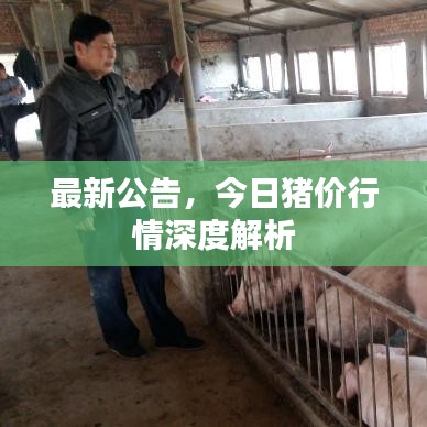 最新公告，今日猪价行情深度解析