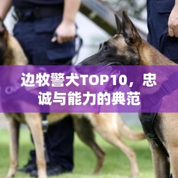 边牧警犬TOP10，忠诚与能力的典范