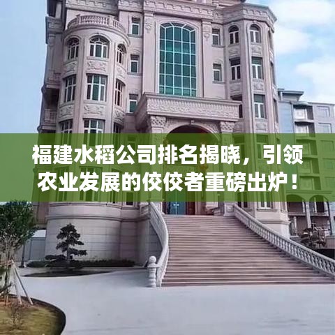 福建水稻公司排名揭晓，引领农业发展的佼佼者重磅出炉！