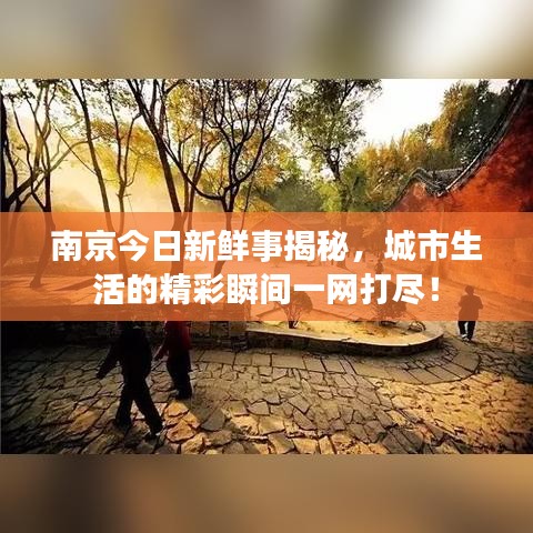 南京今日新鲜事揭秘，城市生活的精彩瞬间一网打尽！