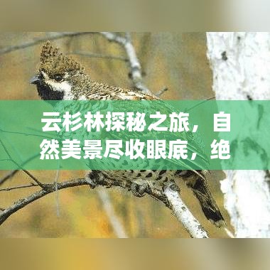 云杉林探秘之旅，自然美景尽收眼底，绝佳攻略路线不容错过！