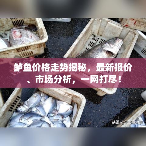 鲈鱼价格走势揭秘，最新报价、市场分析，一网打尽！