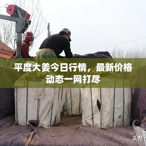 平度大姜今日行情，最新价格动态一网打尽