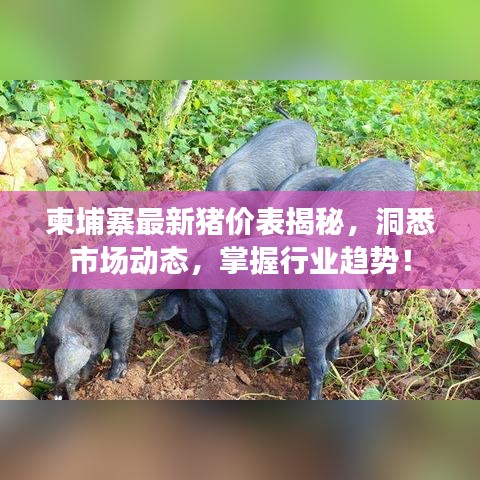柬埔寨最新猪价表揭秘，洞悉市场动态，掌握行业趋势！