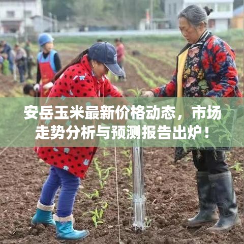 安岳玉米最新价格动态，市场走势分析与预测报告出炉！