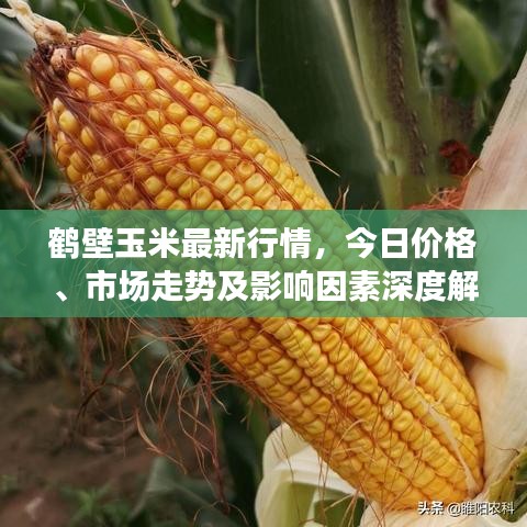 鹤壁玉米最新行情，今日价格、市场走势及影响因素深度解析
