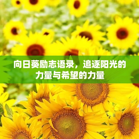 向日葵励志语录，追逐阳光的力量与希望的力量