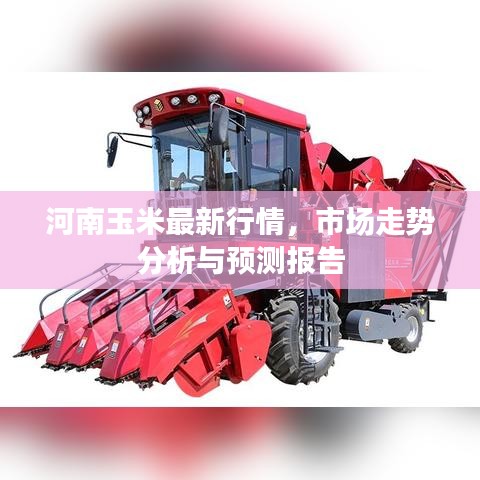 河南玉米最新行情，市场走势分析与预测报告
