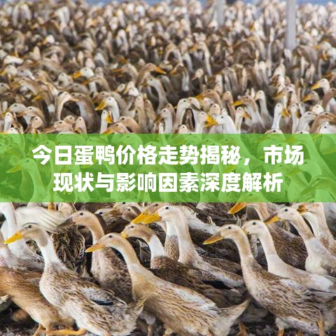 今日蛋鸭价格走势揭秘，市场现状与影响因素深度解析