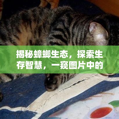 揭秘蟑螂生态，探索生存智慧，一窥图片中的世界！