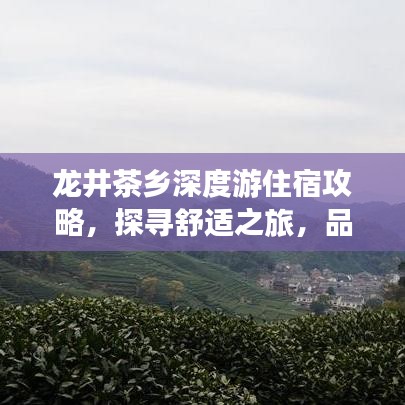 龙井茶乡深度游住宿攻略，探寻舒适之旅，品味龙井茶文化