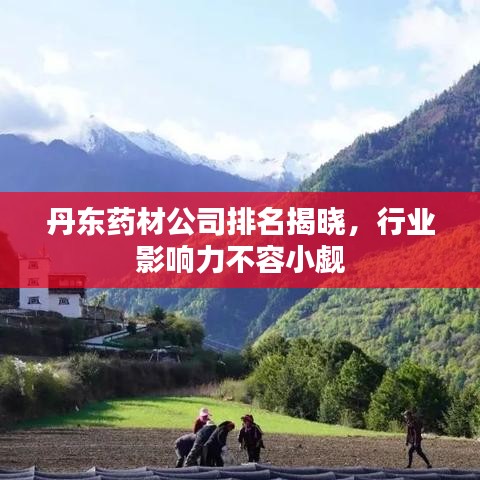 丹东药材公司排名揭晓，行业影响力不容小觑