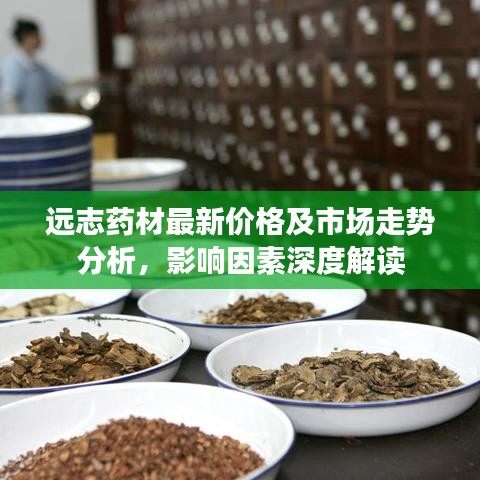 远志药材最新价格及市场走势分析，影响因素深度解读