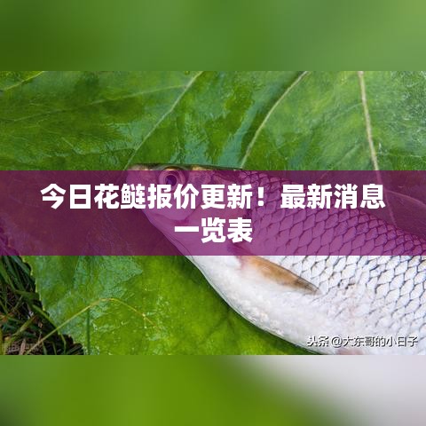 今日花鲢报价更新！最新消息一览表