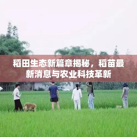 稻田生态新篇章揭秘，稻苗最新消息与农业科技革新