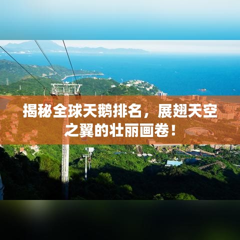 揭秘全球天鹅排名，展翅天空之翼的壮丽画卷！