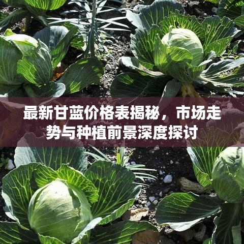 最新甘蓝价格表揭秘，市场走势与种植前景深度探讨