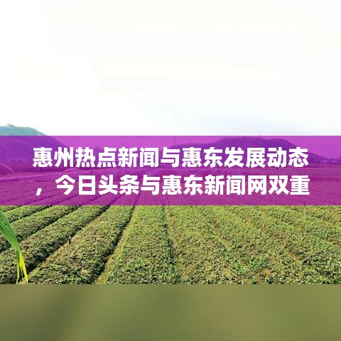 惠州热点新闻与惠东发展动态，今日头条与惠东新闻网双重视角揭秘