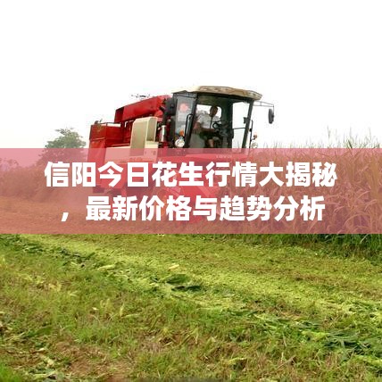 信阳今日花生行情大揭秘，最新价格与趋势分析