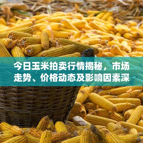 今日玉米拍卖行情揭秘，市场走势、价格动态及影响因素深度剖析