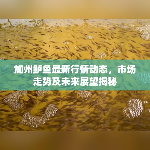 加州鲈鱼最新行情动态，市场走势及未来展望揭秘
