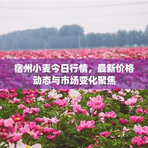宿州小麦今日行情，最新价格动态与市场变化聚焦