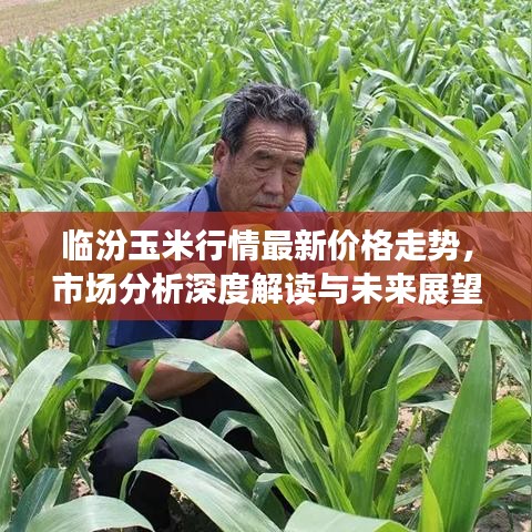 临汾玉米行情最新价格走势，市场分析深度解读与未来展望