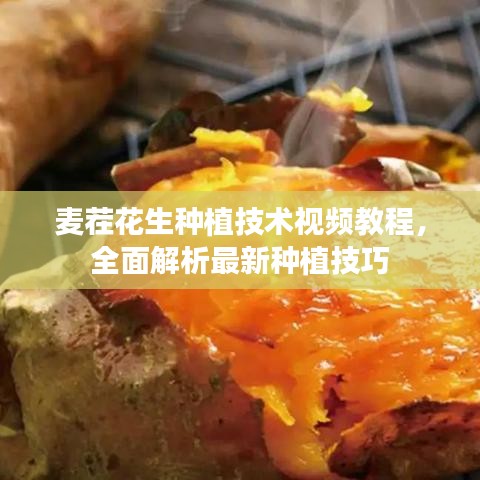 麦茬花生种植技术视频教程，全面解析最新种植技巧