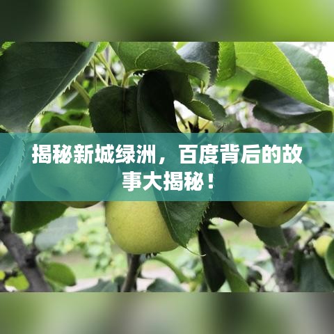 揭秘新城绿洲，百度背后的故事大揭秘！