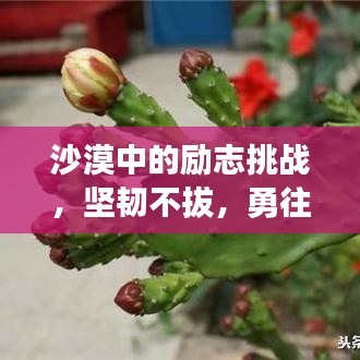 沙漠中的励志挑战，坚韧不拔，勇往直前