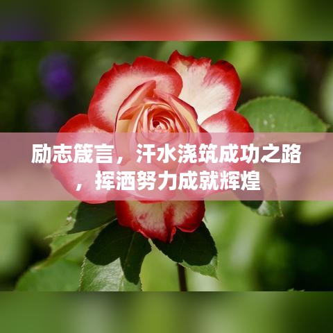 励志箴言，汗水浇筑成功之路，挥洒努力成就辉煌