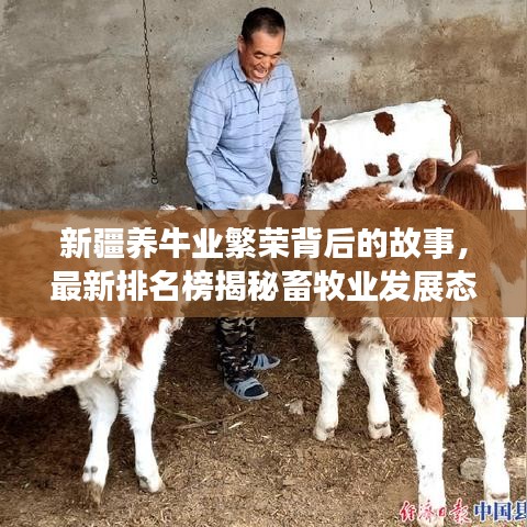 新疆养牛业繁荣背后的故事，最新排名榜揭秘畜牧业发展态势
