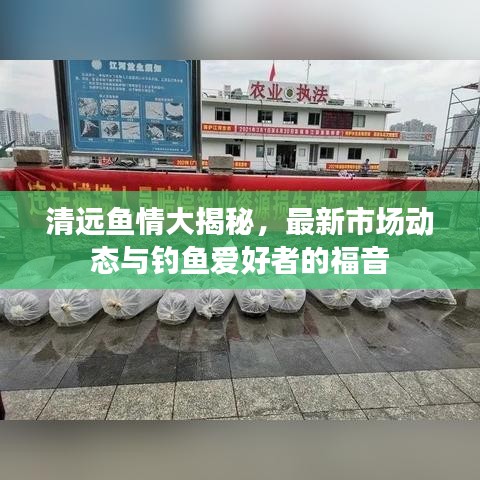 清远鱼情大揭秘，最新市场动态与钓鱼爱好者的福音