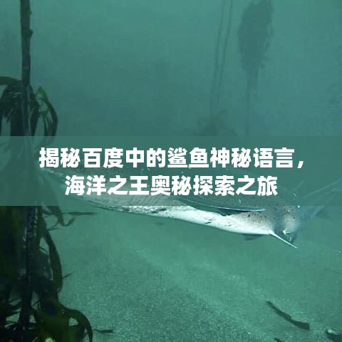 揭秘百度中的鲨鱼神秘语言，海洋之王奥秘探索之旅