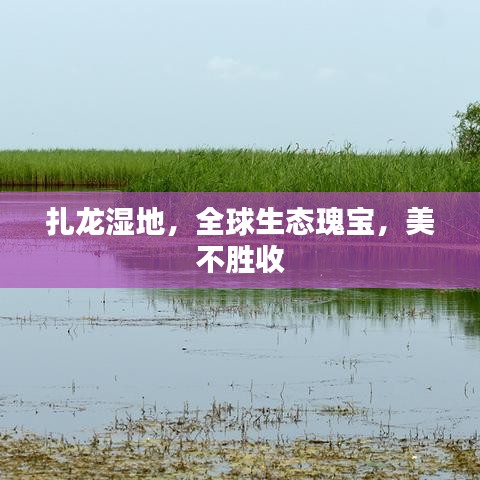 扎龙湿地，全球生态瑰宝，美不胜收