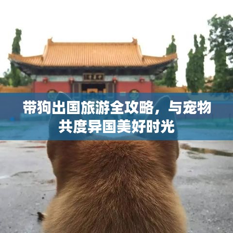 带狗出国旅游全攻略，与宠物共度异国美好时光