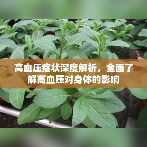 高血压症状深度解析，全面了解高血压对身体的影响