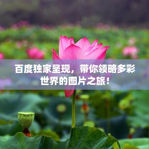 百度独家呈现，带你领略多彩世界的图片之旅！