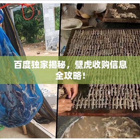 百度独家揭秘，壁虎收购信息全攻略！