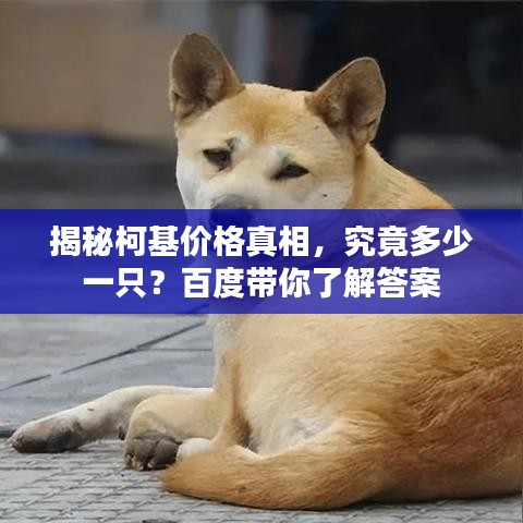 揭秘柯基价格真相，究竟多少一只？百度带你了解答案