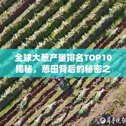全球大葱产量排名TOP10揭秘，葱田背后的秘密之旅