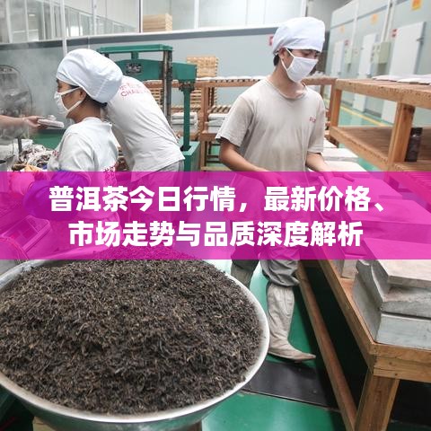 普洱茶今日行情，最新价格、市场走势与品质深度解析