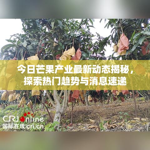 今日芒果产业最新动态揭秘，探索热门趋势与消息速递